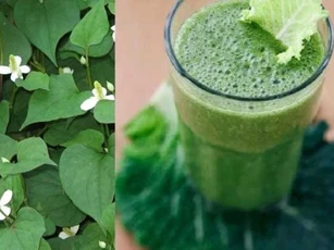 Giảm cân siêu nhanh chỉ bằng một nắm rau diếp cá