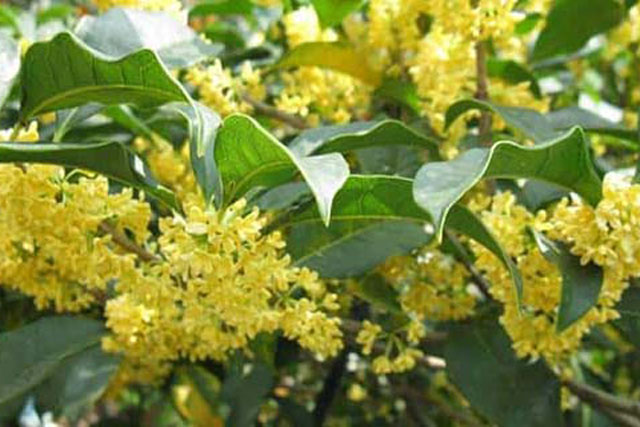 Tổ tiên căn dặn: "Trước nhà trồng loại cây này, quý nhân phù trợ, con cháu đổi mệnh giàu có 3 đời"