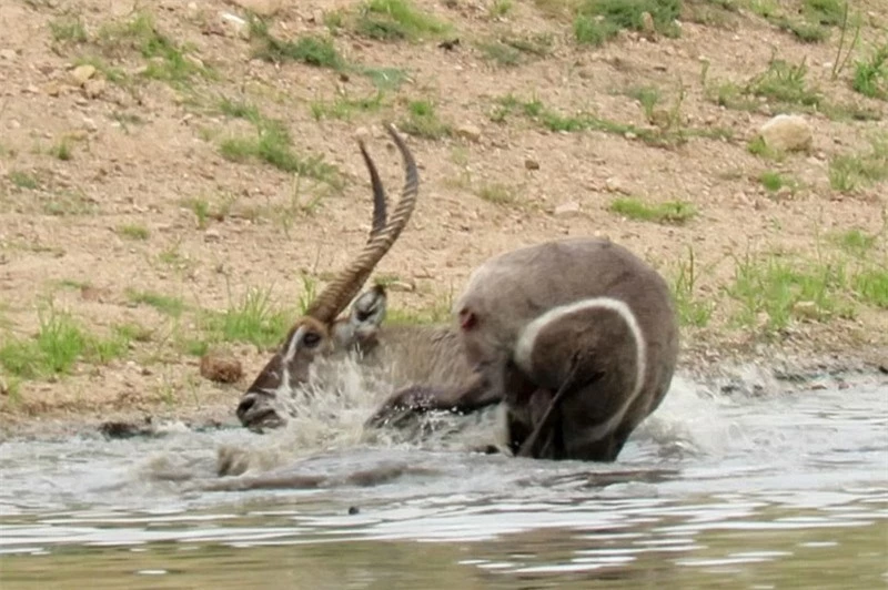 Linh dương Waterbuck vũng vẫy khi bị cá sấu bắt.