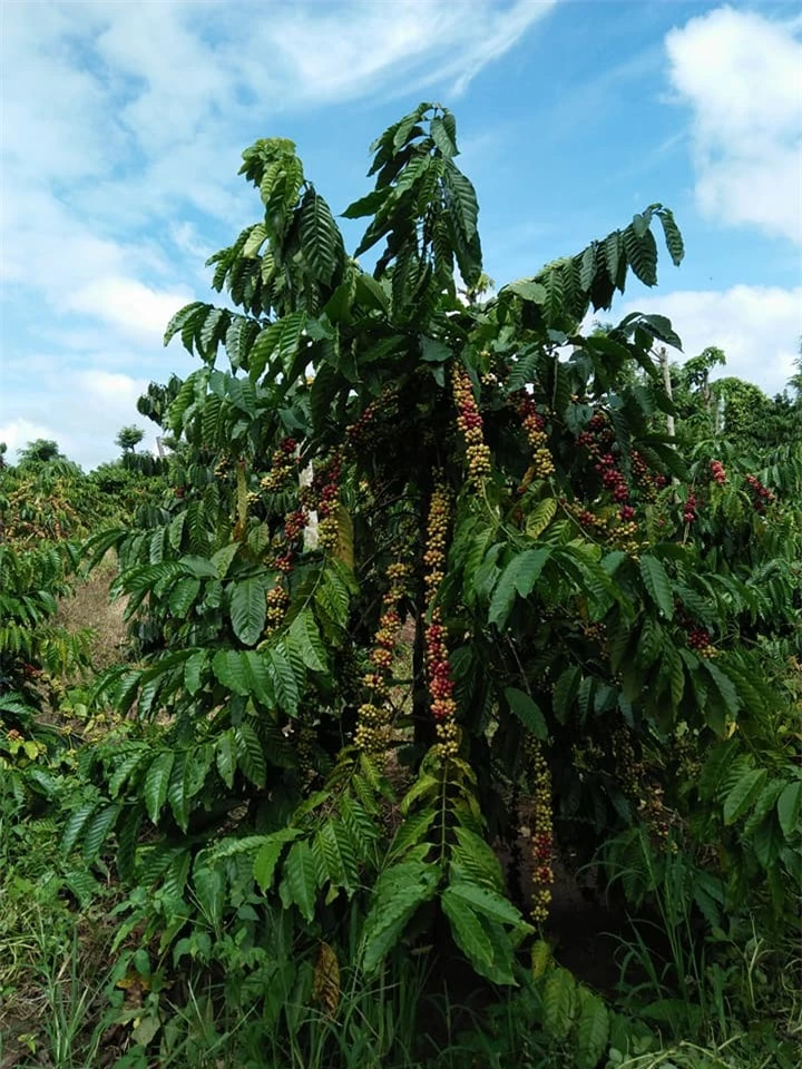 Giá nông sản ngày 11/9/2022: Cà phê tăng 500 đồng/kg, tiêu đồng loạt giảm