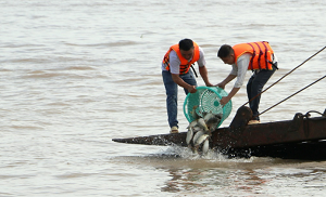 Thả hơn nửa triệu con cá giống bản địa xuống sông Hậu