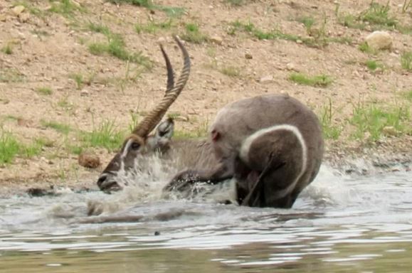 Clip: Bị cá sấu bắt, linh dương Waterbuck vẫn thoát chết ngoạn mục