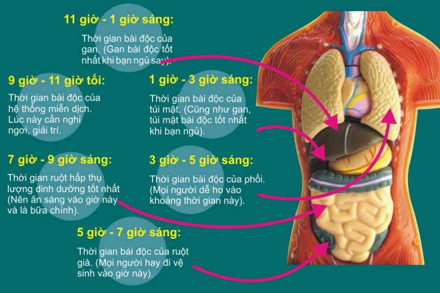 "Giờ độc" tỉnh giấc giữa đêm chứng tỏ nội tạng đang ủ bệnh rất yếu, cần đi khám ngay lập tức