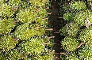 Một số doanh nghiệp mạo danh mã số vùng trồng sầu riêng để xuất khẩu sang Trung Quốc