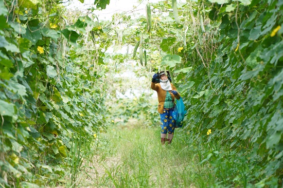 Vĩnh Long lên kế hoạch thu hút doanh nghiệp lớn đầu tư chế biến rau quả