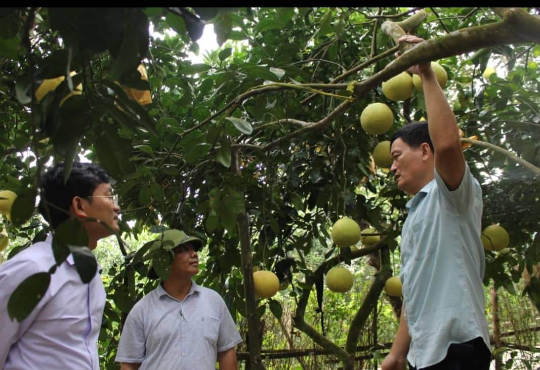Đặc sản bưởi Phúc Trạch hữu cơ được giá