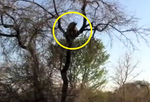 Clip: Báo hoa mai tha xác linh cẩu lên cây để ăn thịt