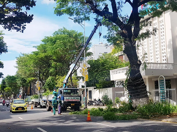 Công ty Công viên cây xanh Đà Nẵng đang cắt tỉa cây xanh trên đường Trần Phú để phòng, chống bão năm 2022
