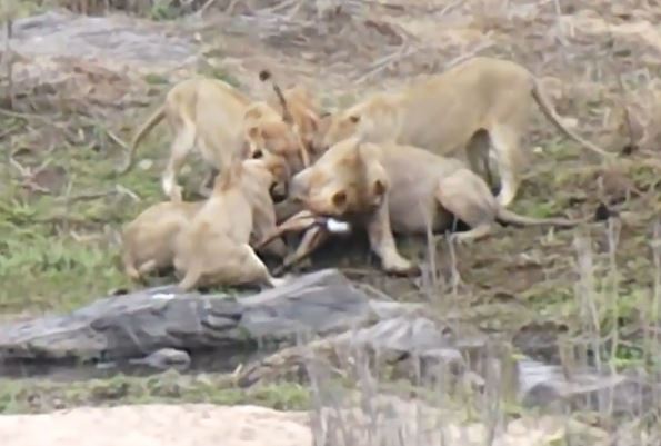 Clip: Bầy sư tử đói xé xác linh dương cực kỳ dã man