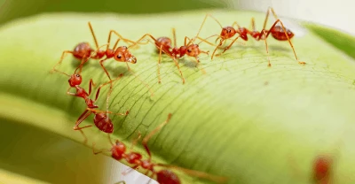 Fire ants can form rafts, but they would rather not.