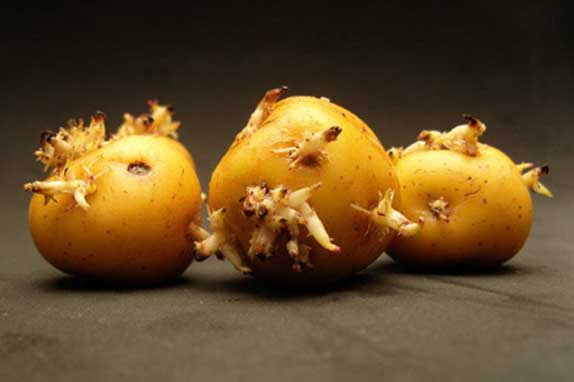 Những bộ phận rau củ cực độc, nguy hiểm tính mạng, chớ dại ăn thử