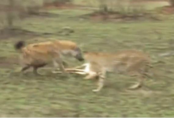 Clip: Linh cẩu vô tình cứu linh dương thoát chết trước miệng báo săn