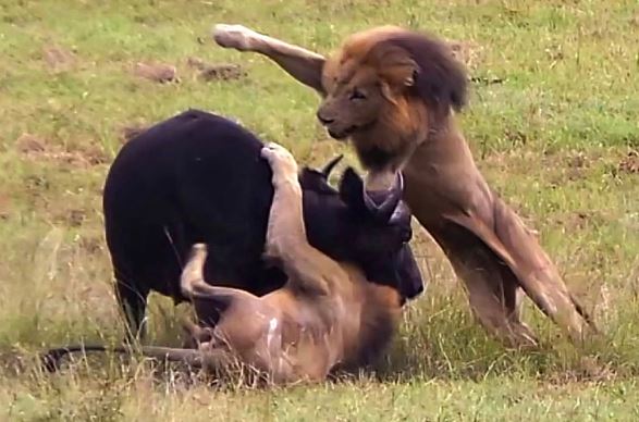 Clip: Mẹ con trâu rừng chết thảm trước 3 con sư tử đực