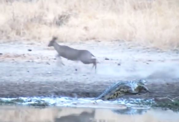 Clip: Linh dương Antilope may mắn thoát chết trước hàm cá sấu