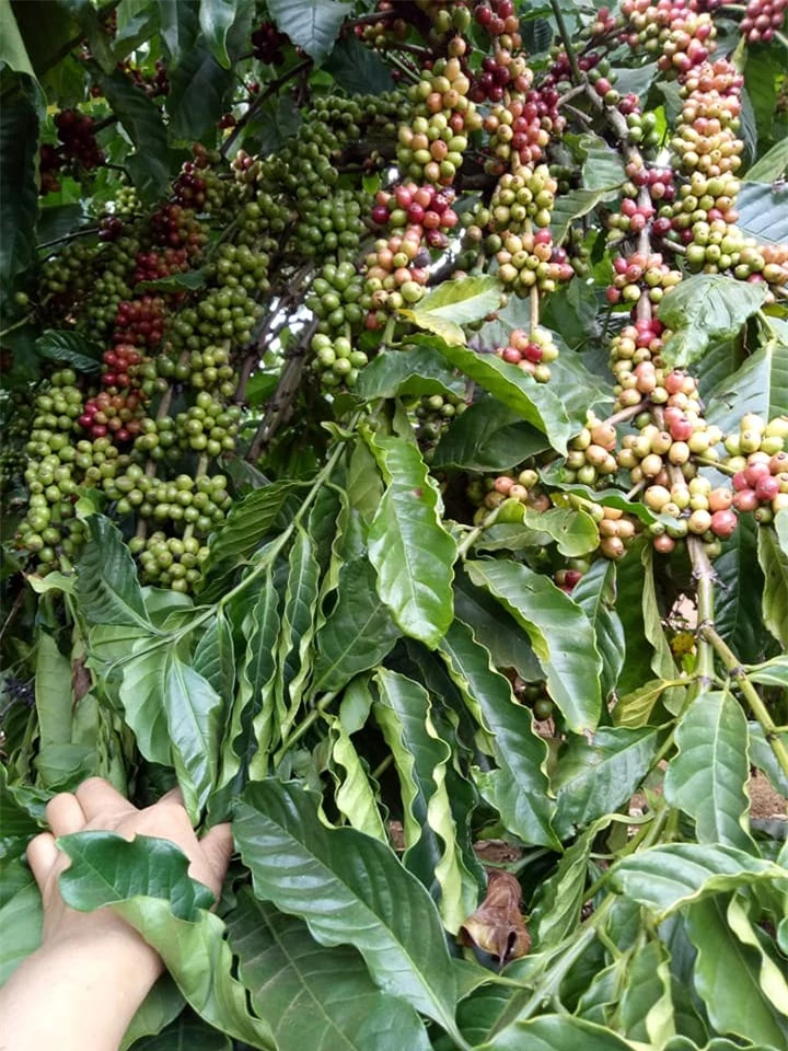 Giá nông sản ngày 15/9/2022: Cà phê và hồ tiêu giảm nhẹ