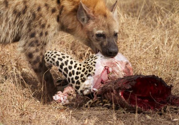 Clip: Những khoảnh khắc săn mồi kinh hoàng của linh cẩu