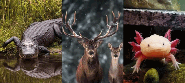 Kinh ngạc khả năng tái tạo cơ thể của một số loài động vật