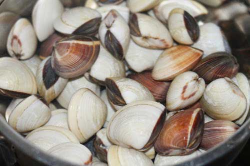 Thêm vài giọt này vào nước ngâm ngao, ngao nhả sạch cát giúp món ăn trở nên hoàn hảo