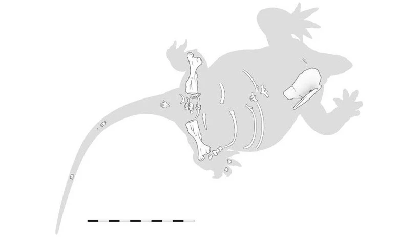 Phát hiện hài cốt động vật có vú 'lai' hà mã, thằn lằn, rùa và khủng long ảnh 2