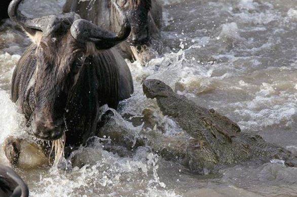 Clip: Mải uống nước, linh dương đầu bò chết thảm