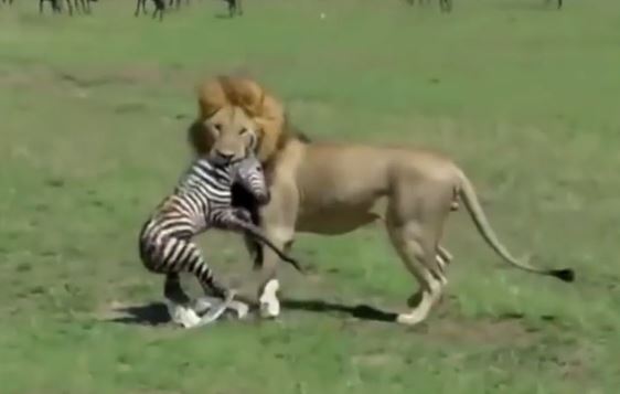 Clip: Vừa chào đời, ngựa vằn con đã bị sư tử xé xác