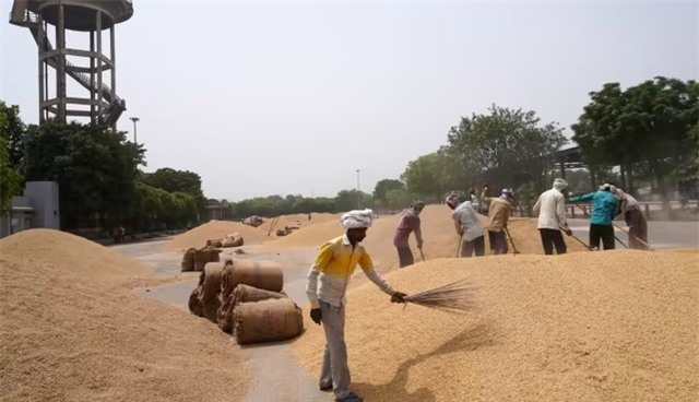 Ấn Độ hạn chế xuất khẩu, nhiều doanh nghiệp tìm mua gạo Việt - Ảnh 1.