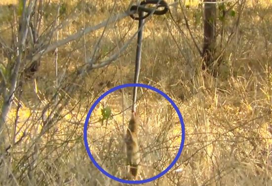 Clip: Cầy Mangut liên tục đu mình kéo rắn xuống đất