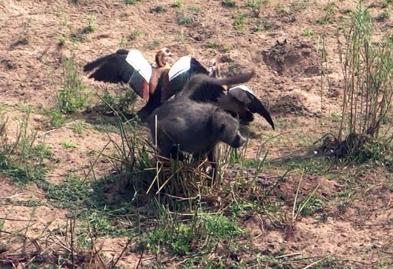 Clip: Ngỗng chiến đấu ác liệt với khỉ đầu chó