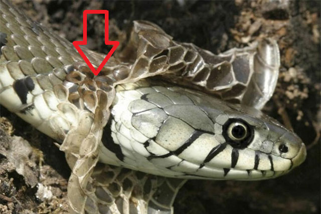 Vì sao loài rắn phải thường xuyên tự lột da, bao giờ thì rắn không lột da nữa?