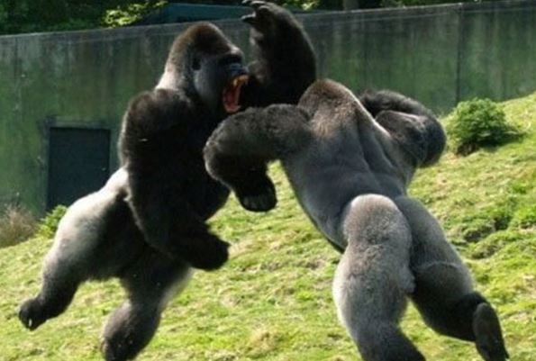 Clip: Sư tử đực hợp sức hạ sát trâu rừng