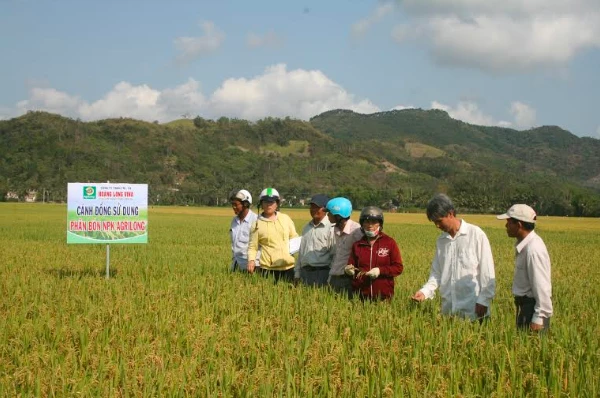 Cánh đồng mẫu sử dụng phân bón NPK của Hoàng Long Vina.