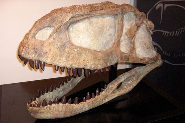 Phát hiện hóa thạch loài khủng long mới thuộc họ ăn thịt