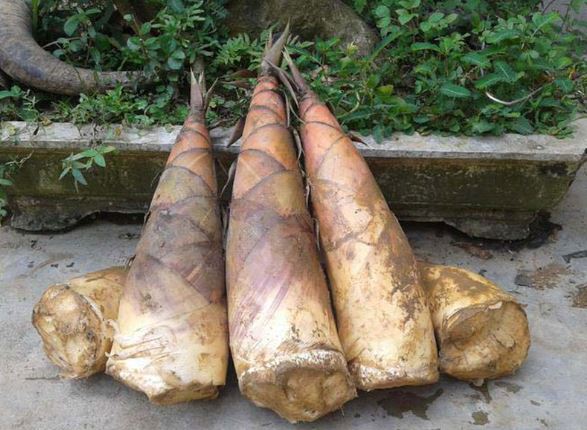 Lợi ích sức khỏe của măng tre bạn chưa biết