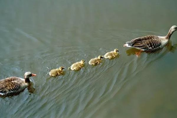 Vì sao vịt con thường bơi thành hàng nối đuôi sau vịt mẹ? Là thói quen "bám mẹ" hay còn nguyên nhân nào khác?
