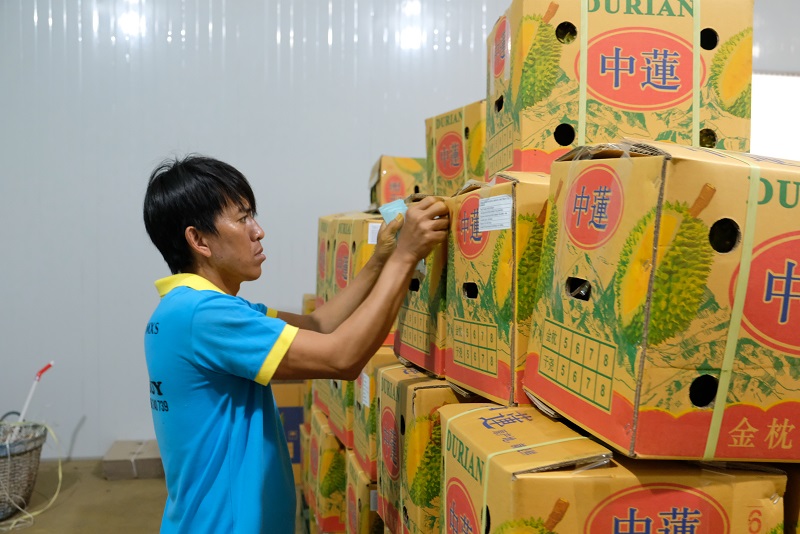 Nhân viên Công ty Long Thuỷ chuẩn bị đầy đủ “hành trang” cho sầu riêng xuất khẩu chính ngạch sang Trung Quốc.