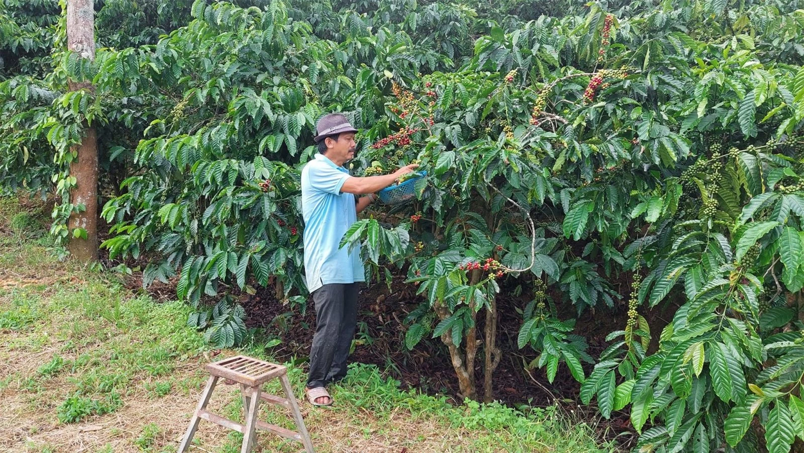 Giá nông sản ngày 21/9/2022: Cà phê đồng loạt tăng, tiêu tiếp tục giảm 500 đồng/kg