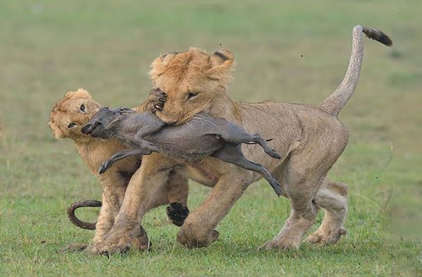 Clip: Bầy sư tử hành hạ lợn bướu con cực kỳ dã man