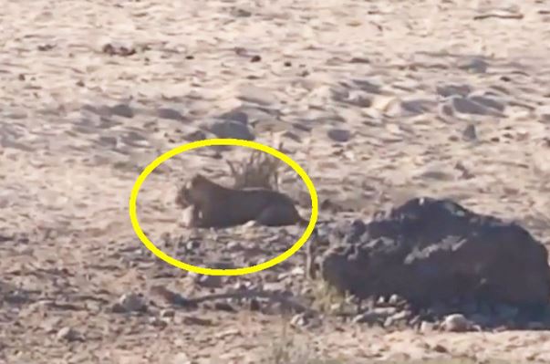 Clip: Linh dương Impala tự mình dâng tính mạng cho sư tử