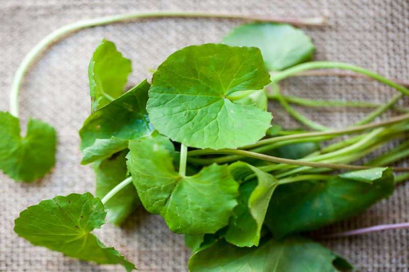 Một số tác dụng phụ của rau má rất ít người biết