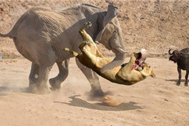 Clip: Voi cứu trâu rừng thoát khỏi hàm sư tử