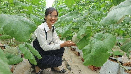 Vợ chồng thạc sĩ khởi nghiệp với mô hình sản xuất dưa lưới công nghệ cao