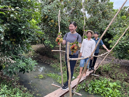 Vĩnh Long: Nông dân huyện Long Hồ lãi lớn nhờ áp dụng kỹ thuật xử lý chôm chôm trái vụ