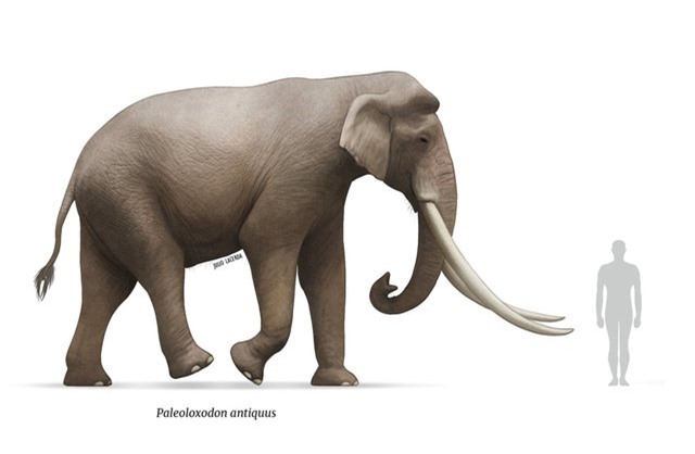 Các nhà khảo cổ học Israel tìm thấy ngà của một loài voi khổng lồ 500.000 năm tuổi - Ảnh 3.