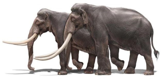 Các nhà khảo cổ học Israel tìm thấy ngà của một loài voi khổng lồ 500.000 năm tuổi - Ảnh 5.