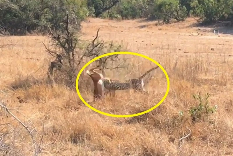 Báo hoa mai bắt linh dương Impala.