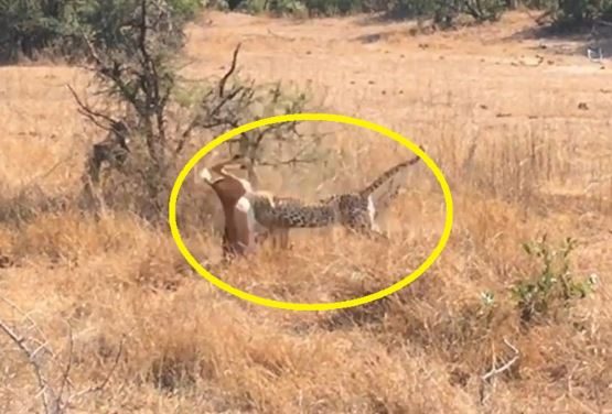 Clip: Báo hoa mai ẩn nấp tài tình, bắt linh dương trong chớp mắt