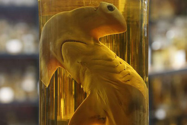 Vì sao cồn được dùng để bảo quản các mẫu vật lịch sử?