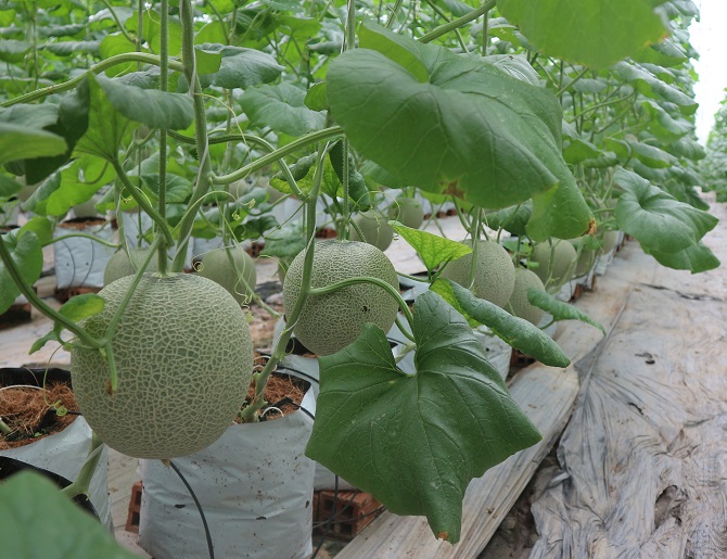 Vườn dưa lưới sạch trĩu quả sản xuất theo công nghệ cao với 4000 m2 nhà màng chuẩn bị vào mùa thu hoạch 