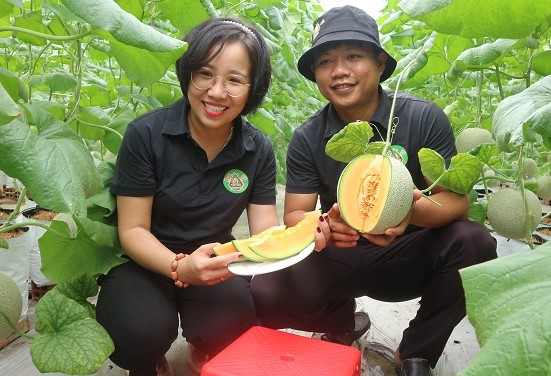 Vợ chồng anh Tài, chị Trang hạnh phúc bên vườn dưa lưới sạch hứa hẹn mang đến lợi nhuận cao 