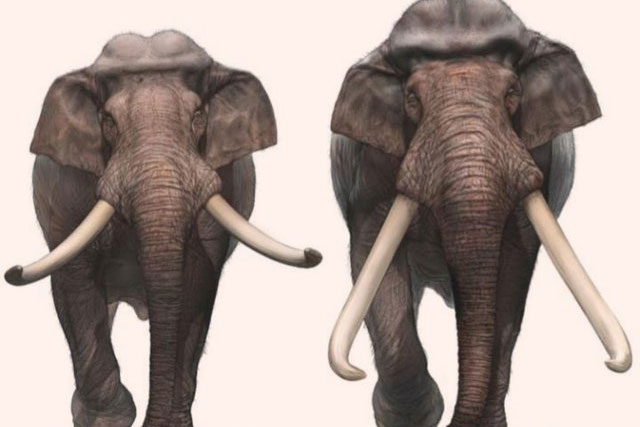 Các nhà khảo cổ học Israel tìm thấy ngà của một loài voi khổng lồ 500.000 năm tuổi